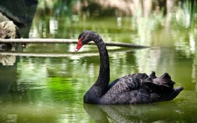 The Black Swan of Data Sufficiency