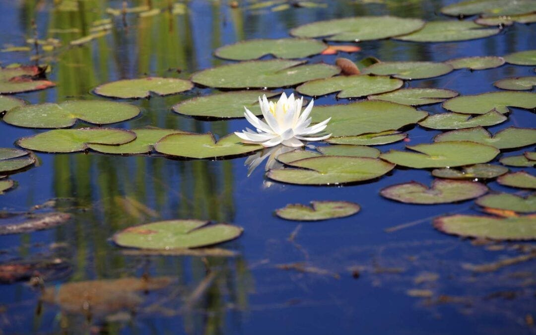 Magical Lily Pads